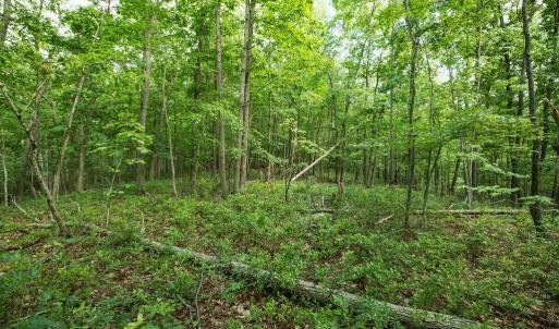 Photo #24 of TBD CALF MOUNTAIN RD, WAYNESBORO, VA 20.5 acres
