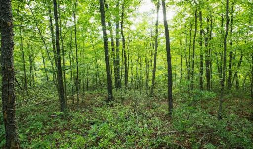 Photo #26 of TBD CALF MOUNTAIN RD, WAYNESBORO, VA 20.5 acres