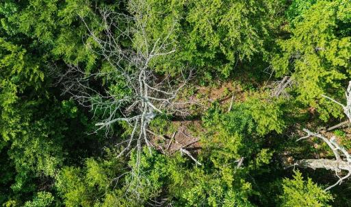Photo #28 of TBD CALF MOUNTAIN RD, WAYNESBORO, VA 20.5 acres