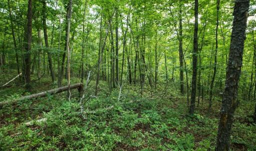 Photo #25 of TBD CALF MOUNTAIN RD, WAYNESBORO, VA 20.5 acres