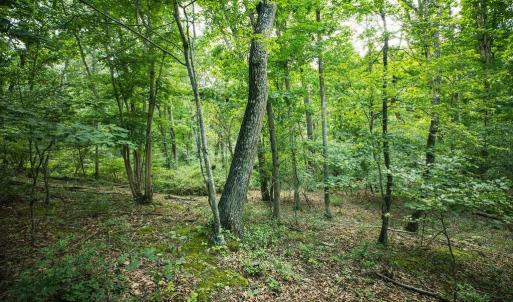 Photo #32 of TBD CALF MOUNTAIN RD, WAYNESBORO, VA 20.5 acres