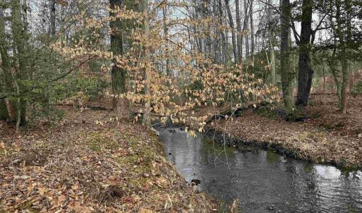 Photo #1 of TBD COMMUNITY HOUSE RD, KENTS STORE, VA 35.0 acres
