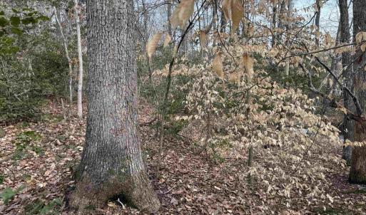 Photo #30 of TBD COMMUNITY HOUSE RD, KENTS STORE, VA 35.0 acres