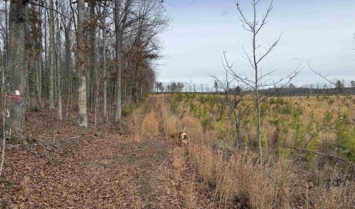 Photo #9 of TBD COMMUNITY HOUSE RD, KENTS STORE, VA 35.0 acres