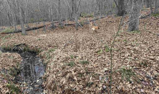 Photo #7 of C2 HARDWARE RD, ARVONIA, VA 11.5 acres