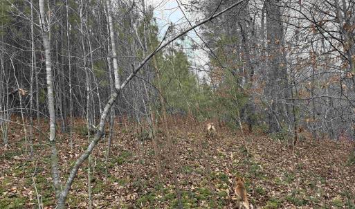 Photo #11 of C2 HARDWARE RD, ARVONIA, VA 11.5 acres