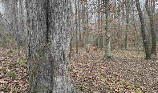 Photo #7 of TBD 1 HARDWARE RD, ARVONIA, VA 6.5 acres