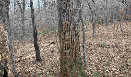 Photo #11 of TBD 2 HARDWARE RD, ARVONIA, VA 4.0 acres