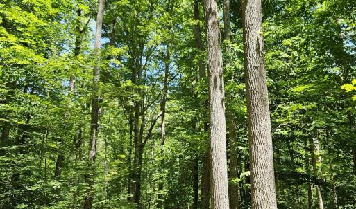Photo #2 of MANTEO RD, BUCKINGHAM, VA 15.0 acres