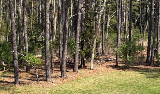 Photo #15 of 21302 WISE POINT LN, ONANCOCK, VA 22.4 acres
