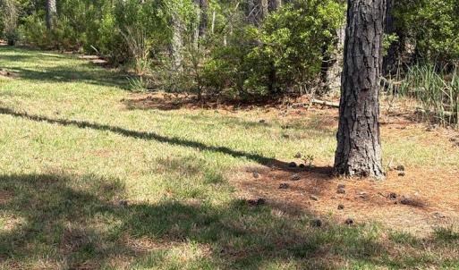 Photo #20 of 21302 WISE POINT LN, ONANCOCK, VA 22.4 acres