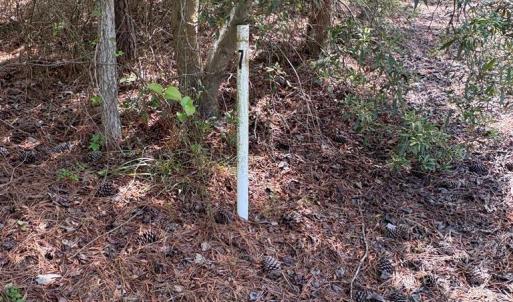 Photo #22 of 21302 WISE POINT LN, ONANCOCK, VA 22.4 acres