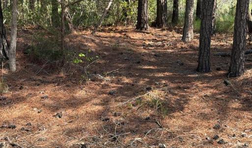 Photo #23 of 21302 WISE POINT LN, ONANCOCK, VA 22.4 acres