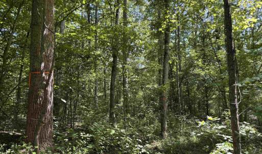 Photo #4 of BAMBI CT, BEAVERDAM, VA 10.1 acres