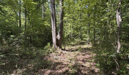 Photo #7 of BAMBI CT, BEAVERDAM, VA 10.1 acres