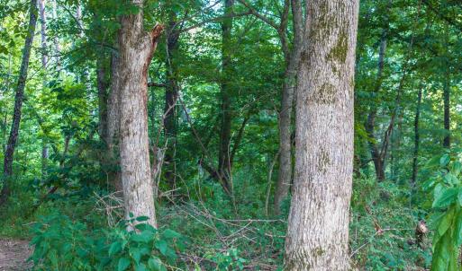 Photo #47 of TBD BRIDGEPORT RD, ARVONIA, VA 29.6 acres