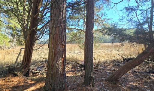 Photo #19 of Lot 16 LUCAS TR, MACHIPONGO, VA 3.8 acres