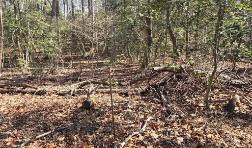 Photo #15 of Lot 16 LUCAS TR, MACHIPONGO, VA 3.8 acres