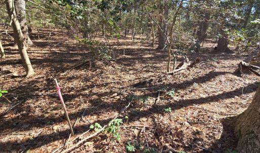 Photo #17 of Lot 16 LUCAS TR, MACHIPONGO, VA 3.8 acres