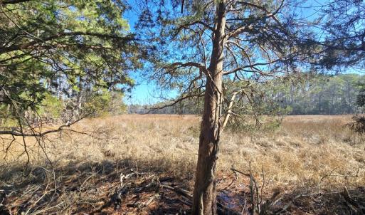 Photo #8 of Lot 16 LUCAS TR, MACHIPONGO, VA 3.8 acres