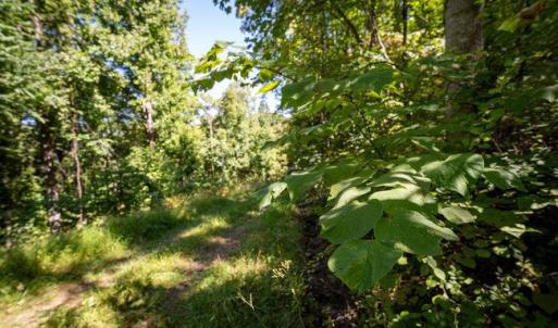 Photo #27 of OVERLOOK MOUNTAIN ROAD (6.67ACRES), ELKTON, VA 6.7 acres
