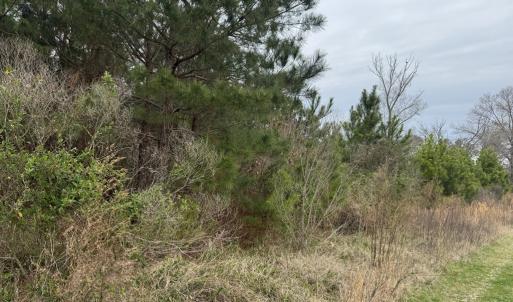 Photo #2 of Lot 6 CEDAR GROVE DRIVE, PAINTER, VA 1.6 acres