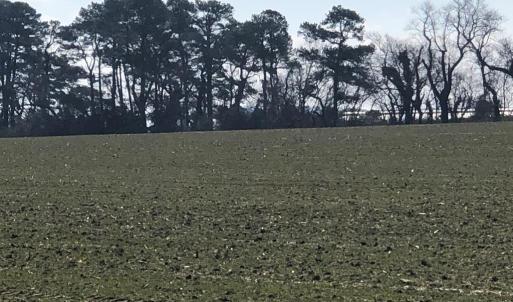Photo #7 of 6049 POPLAR GROVE LN, CAPE CHARLES, VA 321.6 acres