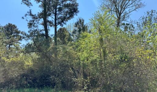 Photo #4 of 267/268 WILD PONY COURT, CHINCOTEAGUE, VA 0.6 acres