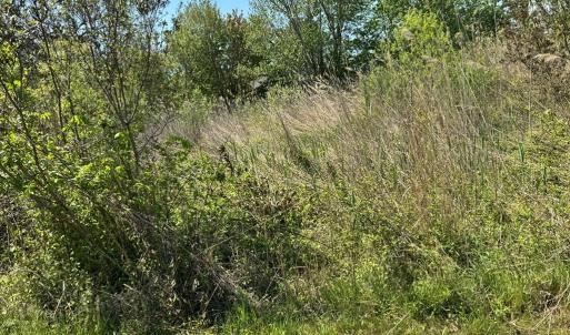 Photo #8 of 267/268 WILD PONY COURT, CHINCOTEAGUE, VA 0.6 acres