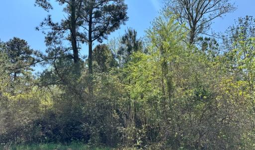 Photo #4 of 267/268 WILD PONY COURT, CHINCOTEAGUE, VA 0.6 acres