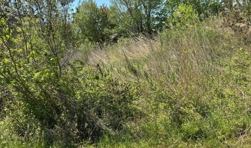 Photo #8 of 267/268 WILD PONY COURT, CHINCOTEAGUE, VA 0.6 acres