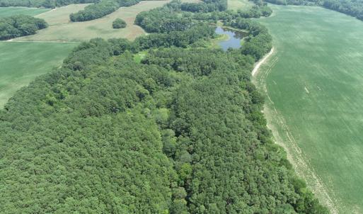 Photo #12 of #57,#154 METOMPKIN RD, PARKSLEY, VA 163.2 acres