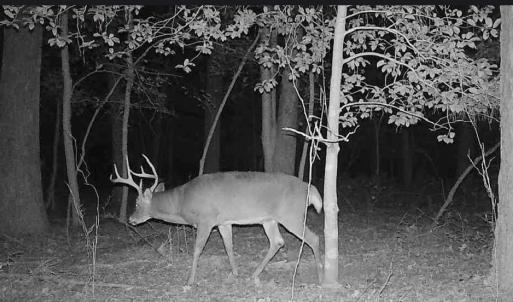 Photo #11 of 11.770 DAUGHERTY RD, ONANCOCK, VA 11.8 acres