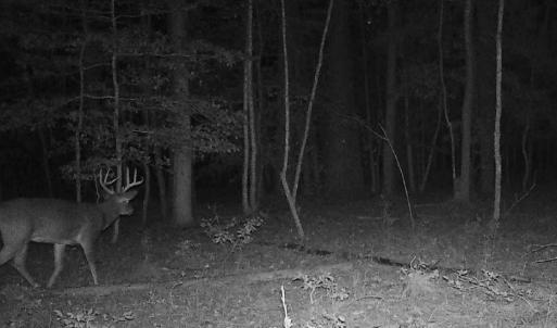 Photo #12 of 11.770 DAUGHERTY RD, ONANCOCK, VA 11.8 acres