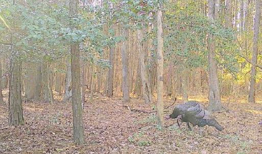 Photo #13 of 11.770 DAUGHERTY RD, ONANCOCK, VA 11.8 acres