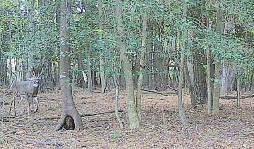 Photo #3 of 11.770 DAUGHERTY RD, ONANCOCK, VA 11.8 acres