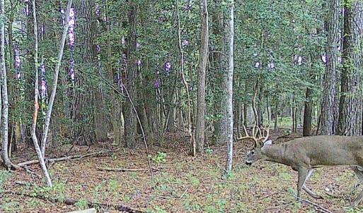 Photo #5 of 11.770 DAUGHERTY RD, ONANCOCK, VA 11.8 acres