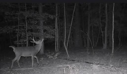 Photo #6 of 11.770 DAUGHERTY RD, ONANCOCK, VA 11.8 acres