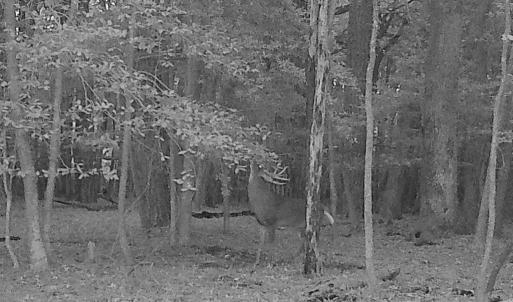 Photo #7 of 11.770 DAUGHERTY RD, ONANCOCK, VA 11.8 acres