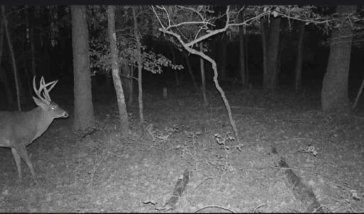 Photo #9 of 11.770 DAUGHERTY RD, ONANCOCK, VA 11.8 acres