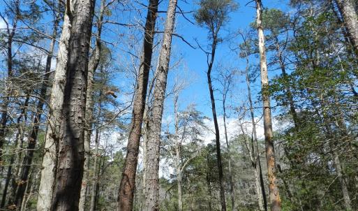 Photo #8 of Lot 1A WILSONIA SHORES DR, MACHIPONGO, VA 3.5 acres