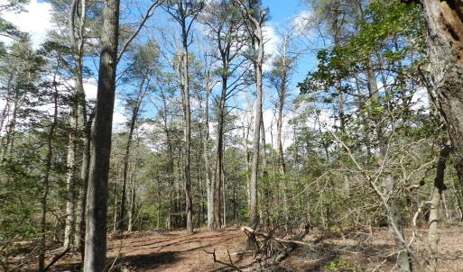 Photo #9 of Lot 1A WILSONIA SHORES DR, MACHIPONGO, VA 3.5 acres