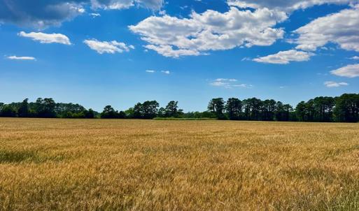 Photo #8 of Lot 2A MILES RD, NEW CHURCH, VA 111.0 acres