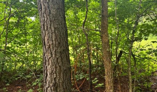 Photo #5 of HADEN CIR, PAINTER, VA 2.8 acres