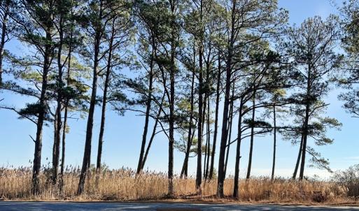 Photo #5 of Lot 720 CASTAWAY DR, GREENBACKVILLE, VA 8.0 acres