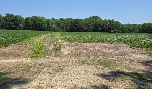 Photo #4 of PLANTATION RD, ONANCOCK, VA 33.6 acres