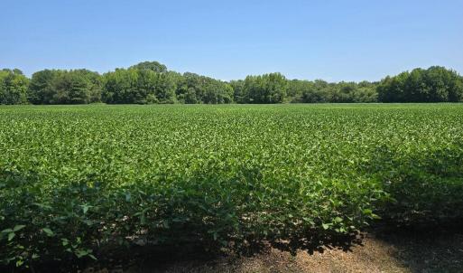 Photo #5 of PLANTATION RD, ONANCOCK, VA 33.6 acres
