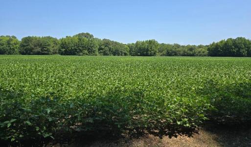 Photo #7 of PLANTATION RD, ONANCOCK, VA 33.6 acres