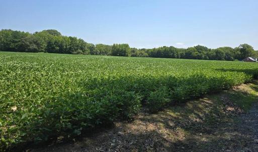 Photo #8 of PLANTATION RD, ONANCOCK, VA 33.6 acres
