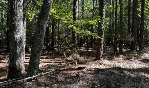 Photo #5 of 9,10,11 CUSTIS CREEK LANE, ACCOMAC, VA 4.0 acres